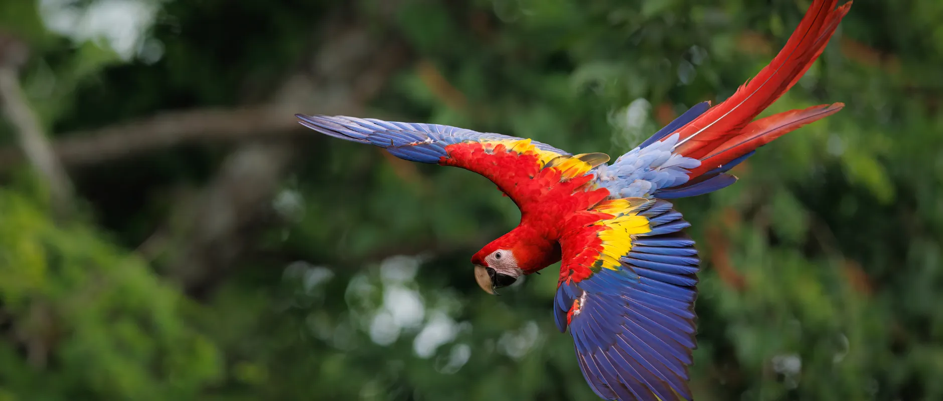 Osa Peninsula South Pacific Costa Rica rainforest and wildlife tour