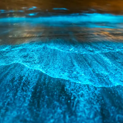 Bioluminescence