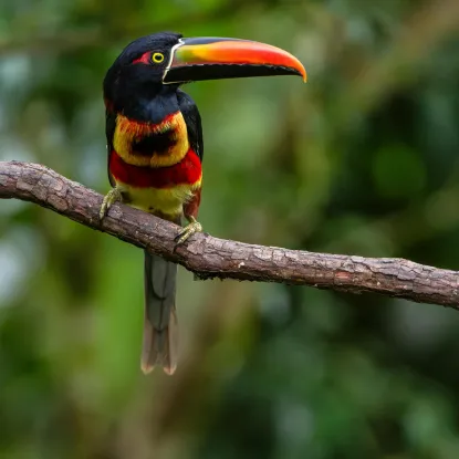 Birdwatching