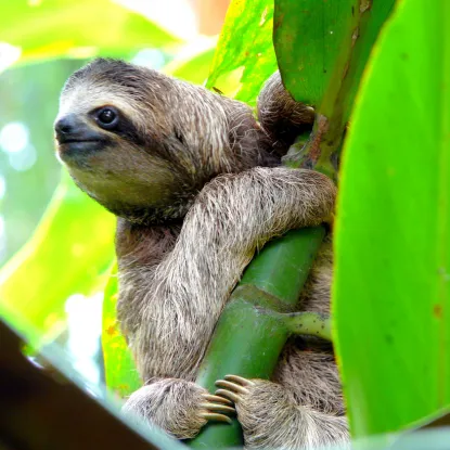 Wildlife 